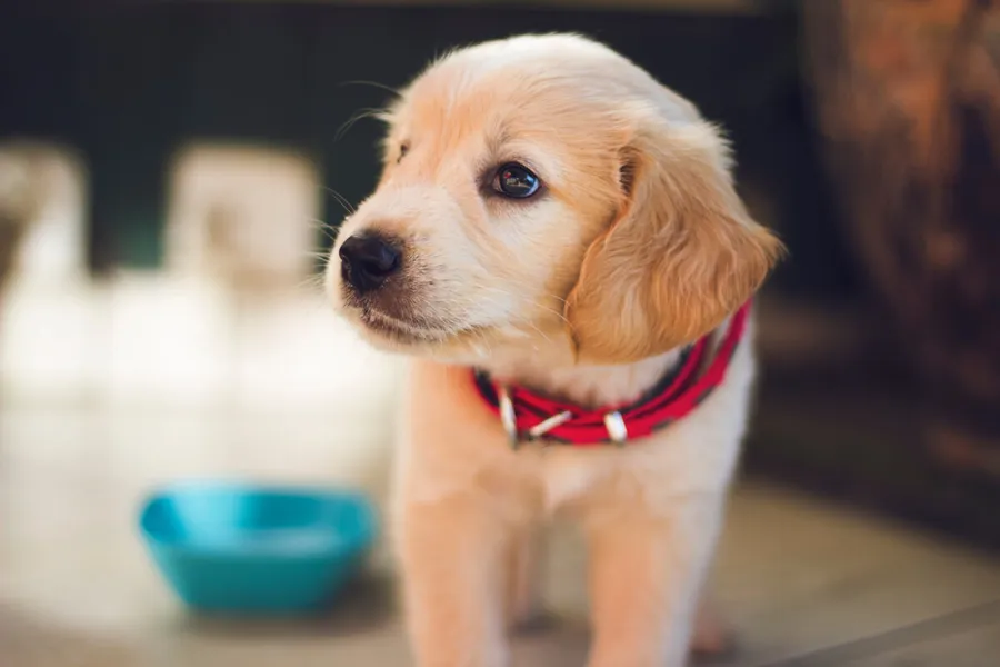 Der Bürohund gegen Stress am Arbeitsplatz