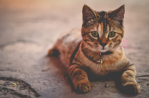 Stress bei Katzen